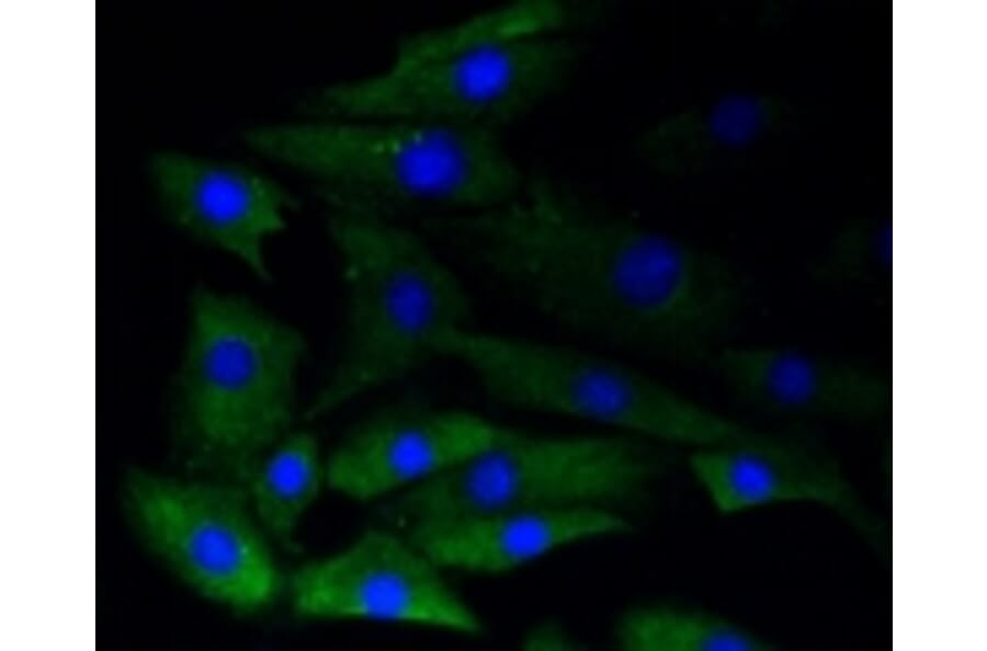 Anti-GYS1 (phospho-S641) Antibody from Bioworld Technology (BS9838M) - Antibodies.com