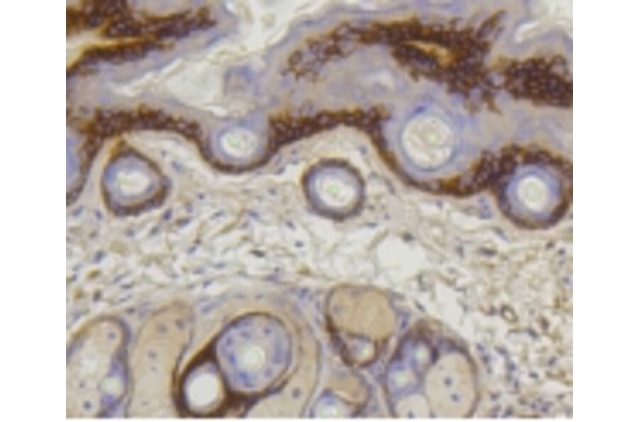 Anti-COL17A1 Antibody from Bioworld Technology (BS9839M) - Antibodies.com