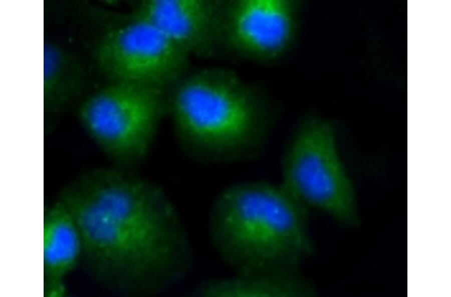 Anti-COL17A1 Antibody from Bioworld Technology (BS9839M) - Antibodies.com