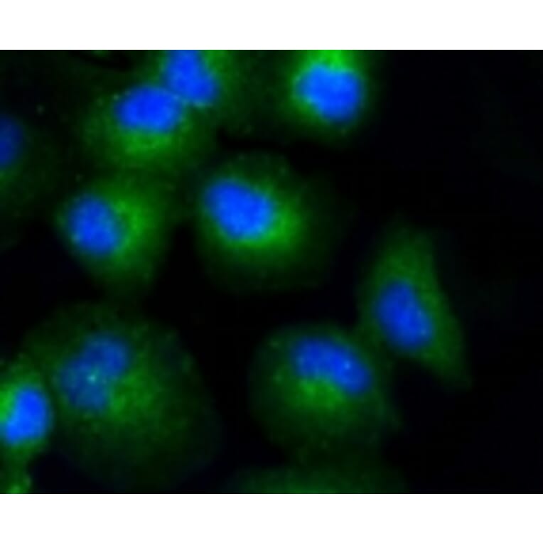 Anti-COL17A1 Antibody from Bioworld Technology (BS9839M) - Antibodies.com
