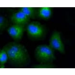 Anti-COL17A1 Antibody from Bioworld Technology (BS9839M) - Antibodies.com