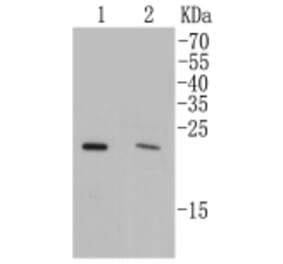 Anti-Rab4A Antibody from Bioworld Technology (BS9840M) - Antibodies.com