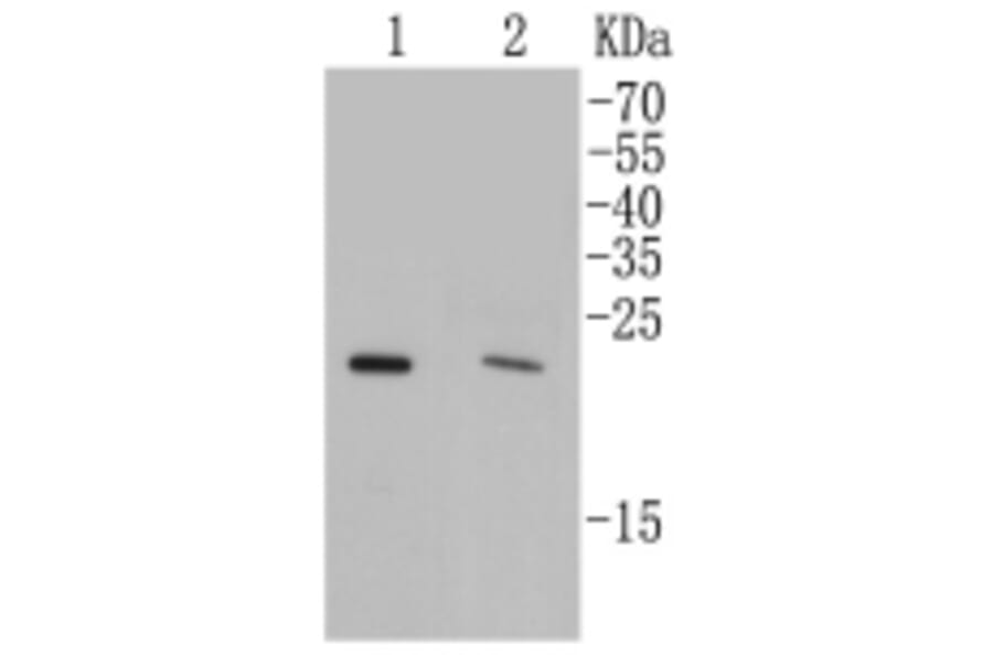 Anti-Rab4A Antibody from Bioworld Technology (BS9840M) - Antibodies.com