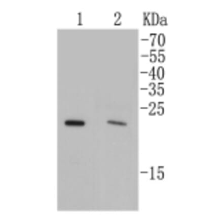 Anti-Rab4A Antibody from Bioworld Technology (BS9840M) - Antibodies.com