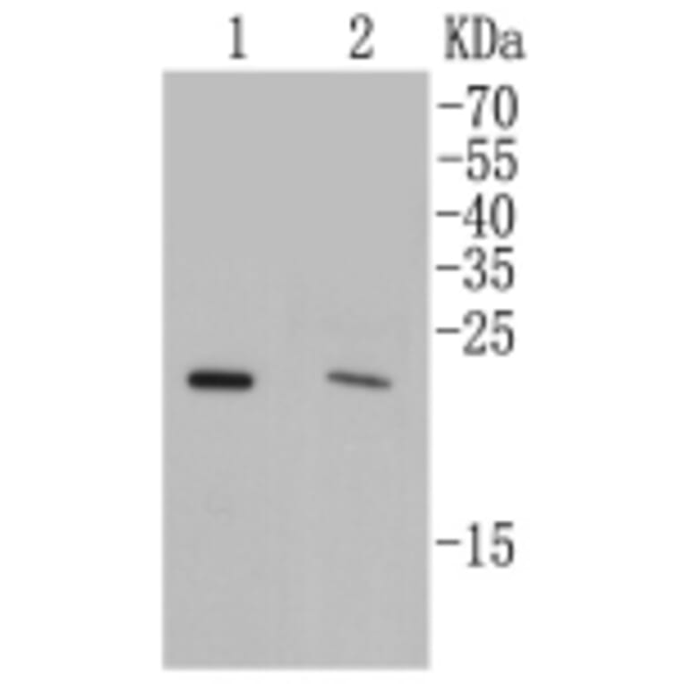 Anti-Rab4A Antibody from Bioworld Technology (BS9840M) - Antibodies.com