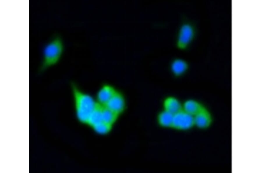 Anti-Rab4A Antibody from Bioworld Technology (BS9840M) - Antibodies.com