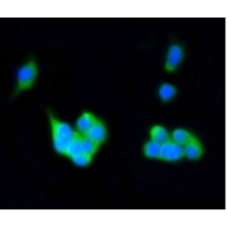 Anti-Rab4A Antibody from Bioworld Technology (BS9840M) - Antibodies.com