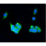 Anti-Rab4A Antibody from Bioworld Technology (BS9840M) - Antibodies.com
