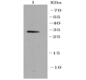 Anti-CDK5 Antibody from Bioworld Technology (BS9841M) - Antibodies.com