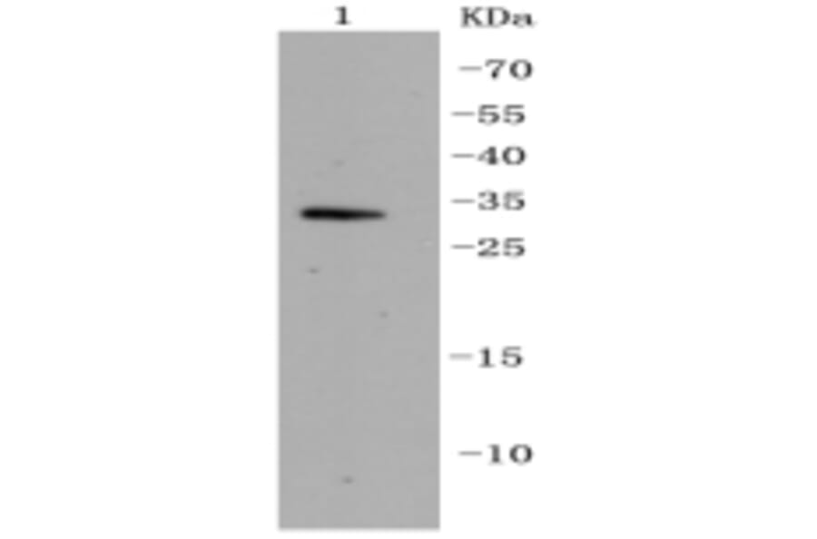 Anti-CDK5 Antibody from Bioworld Technology (BS9841M) - Antibodies.com