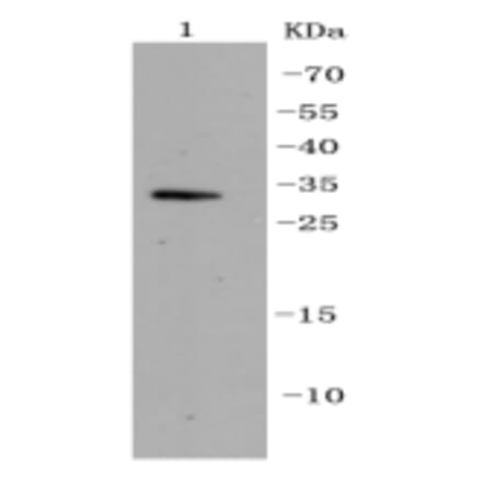 Anti-CDK5 Antibody from Bioworld Technology (BS9841M) - Antibodies.com