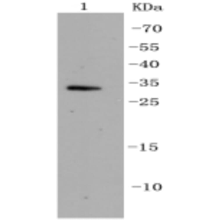 Anti-CDK5 Antibody from Bioworld Technology (BS9841M) - Antibodies.com