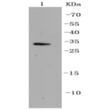 Anti-CDK5 Antibody from Bioworld Technology (BS9841M) - Antibodies.com