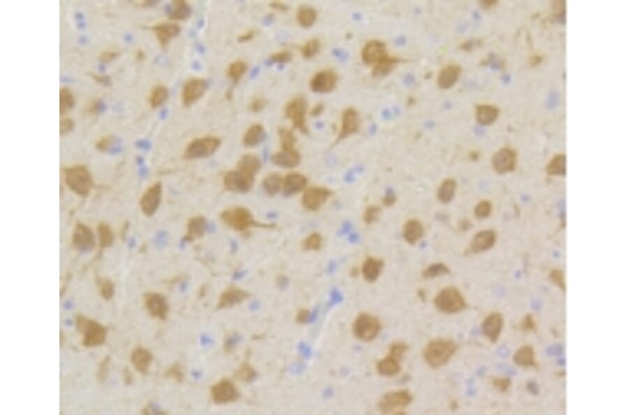 Anti-CDK5 Antibody from Bioworld Technology (BS9841M) - Antibodies.com