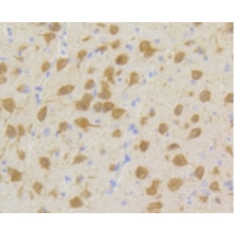 Anti-CDK5 Antibody from Bioworld Technology (BS9841M) - Antibodies.com