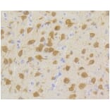 Anti-CDK5 Antibody from Bioworld Technology (BS9841M) - Antibodies.com