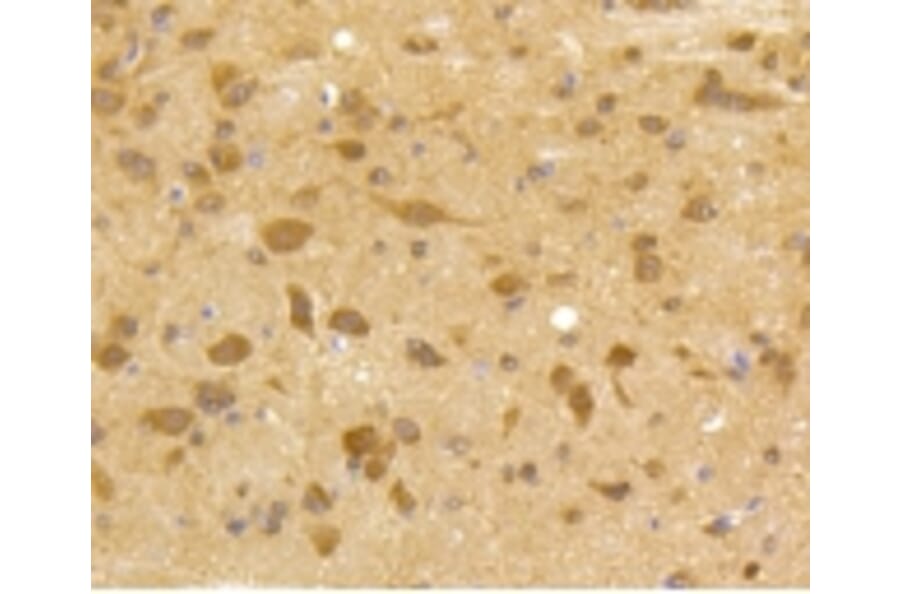 Anti-CDK5 Antibody from Bioworld Technology (BS9841M) - Antibodies.com