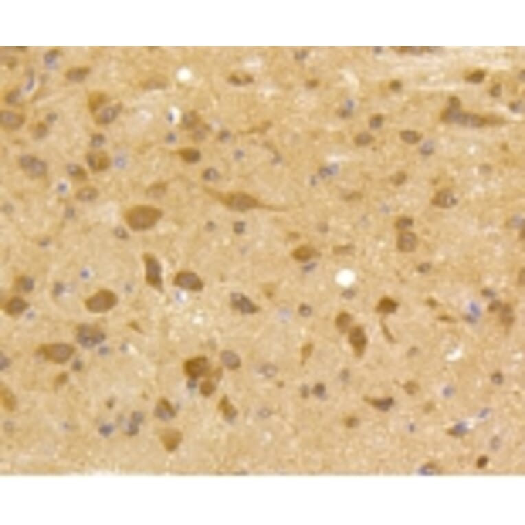 Anti-CDK5 Antibody from Bioworld Technology (BS9841M) - Antibodies.com