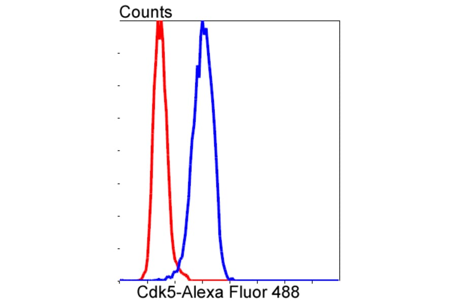Anti-CDK5 Antibody from Bioworld Technology (BS9841M) - Antibodies.com