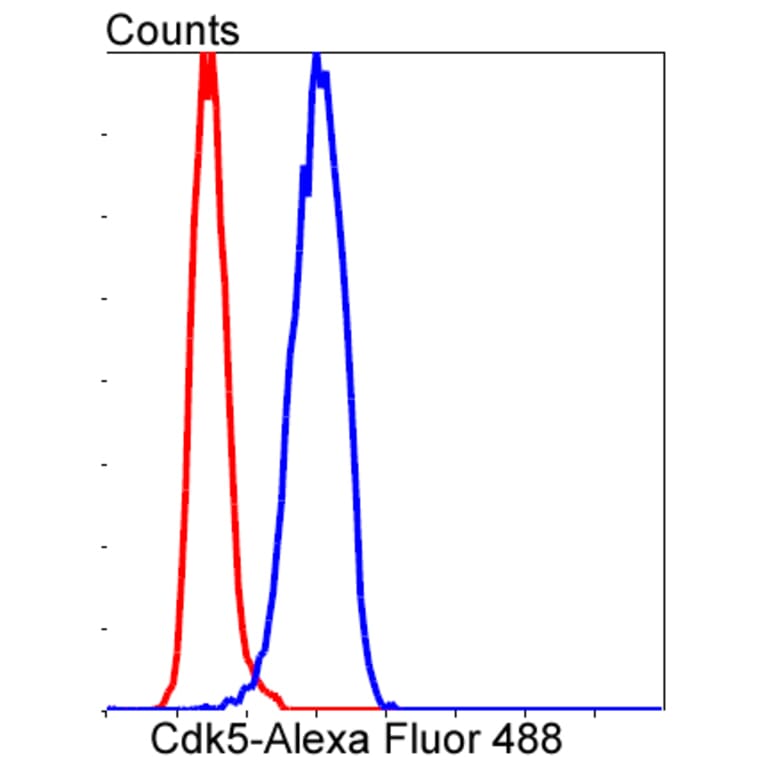 Anti-CDK5 Antibody from Bioworld Technology (BS9841M) - Antibodies.com