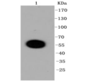 Anti-DUSP6 Antibody from Bioworld Technology (BS9842M) - Antibodies.com