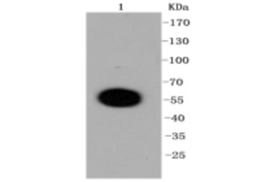Anti-DUSP6 Antibody from Bioworld Technology (BS9842M) - Antibodies.com