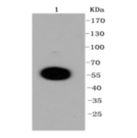 Anti-DUSP6 Antibody from Bioworld Technology (BS9842M) - Antibodies.com