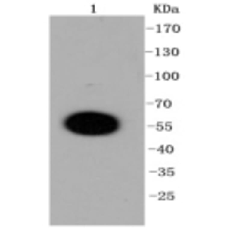 Anti-DUSP6 Antibody from Bioworld Technology (BS9842M) - Antibodies.com