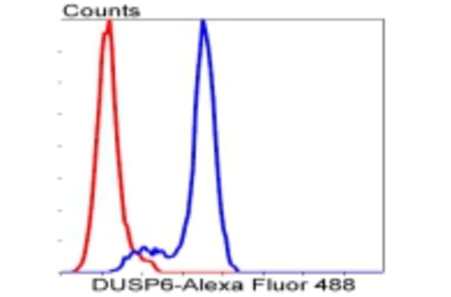 Anti-DUSP6 Antibody from Bioworld Technology (BS9842M) - Antibodies.com