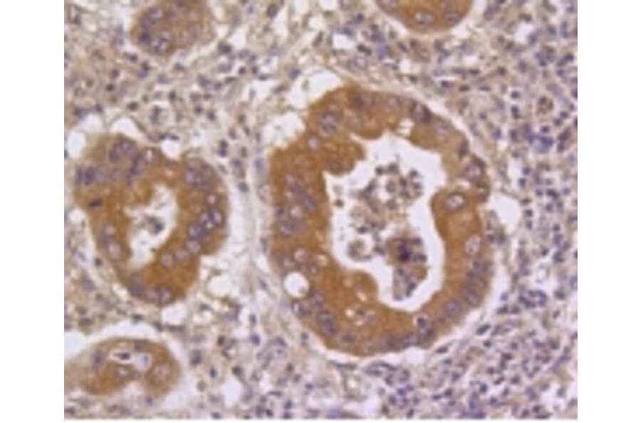 Anti-DUSP6 Antibody from Bioworld Technology (BS9842M) - Antibodies.com