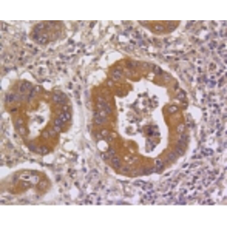 Anti-DUSP6 Antibody from Bioworld Technology (BS9842M) - Antibodies.com