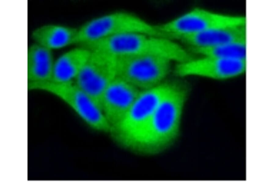 Anti-DUSP6 Antibody from Bioworld Technology (BS9842M) - Antibodies.com