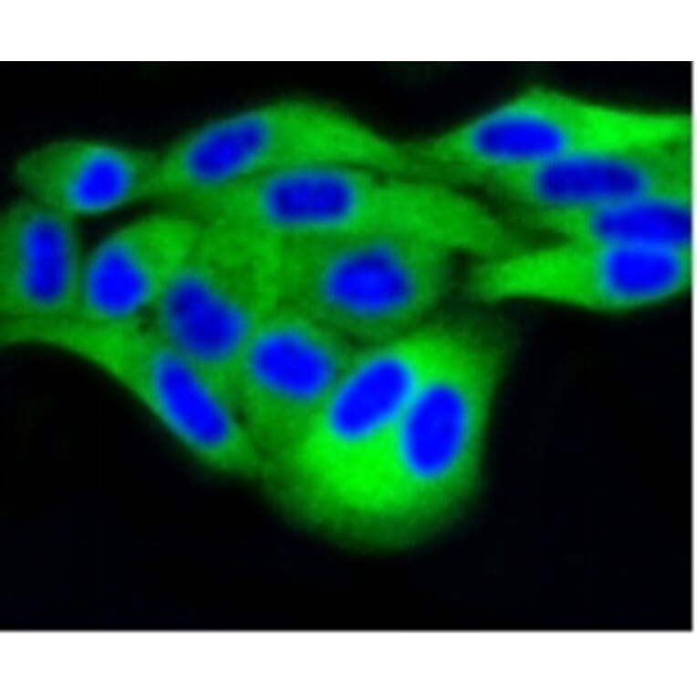Anti-DUSP6 Antibody from Bioworld Technology (BS9842M) - Antibodies.com