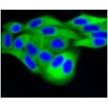 Anti-DUSP6 Antibody from Bioworld Technology (BS9842M) - Antibodies.com