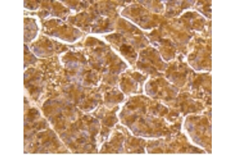 Anti-DUSP6 Antibody from Bioworld Technology (BS9842M) - Antibodies.com