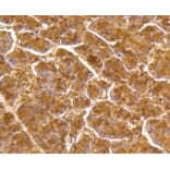 Anti-DUSP6 Antibody from Bioworld Technology (BS9842M) - Antibodies.com