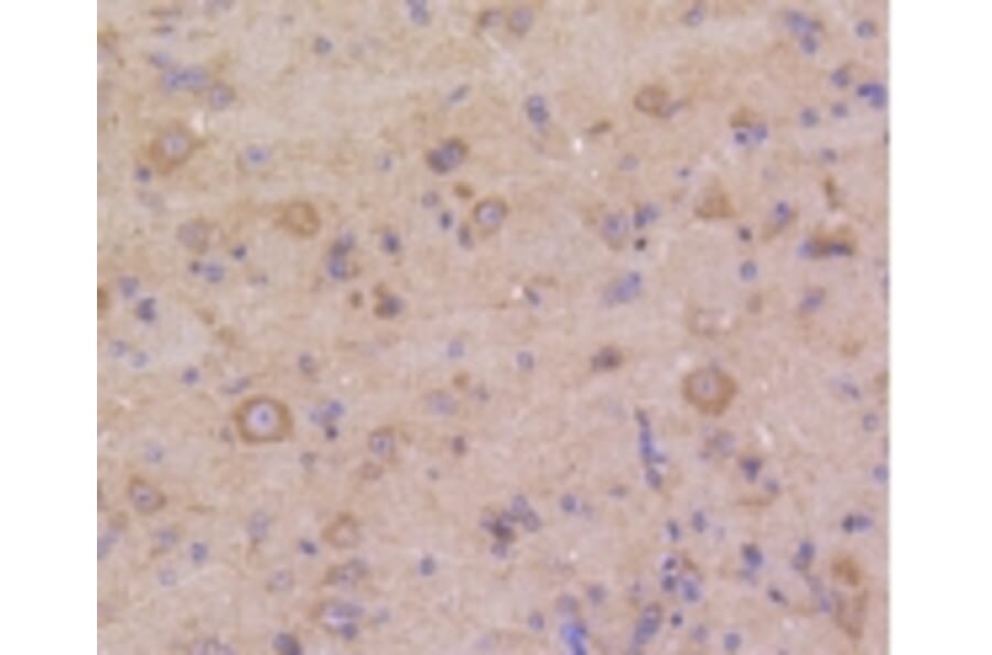 Anti-DUSP6 Antibody from Bioworld Technology (BS9842M) - Antibodies.com