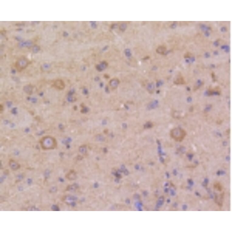 Anti-DUSP6 Antibody from Bioworld Technology (BS9842M) - Antibodies.com