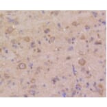 Anti-DUSP6 Antibody from Bioworld Technology (BS9842M) - Antibodies.com
