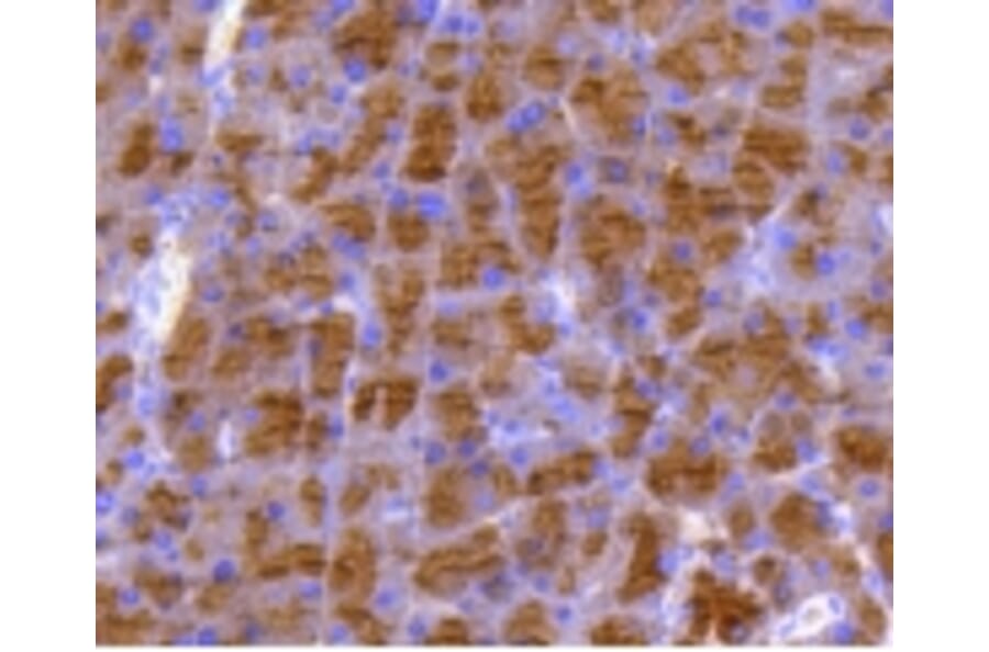Anti-DUSP6 Antibody from Bioworld Technology (BS9842M) - Antibodies.com