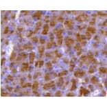 Anti-DUSP6 Antibody from Bioworld Technology (BS9842M) - Antibodies.com
