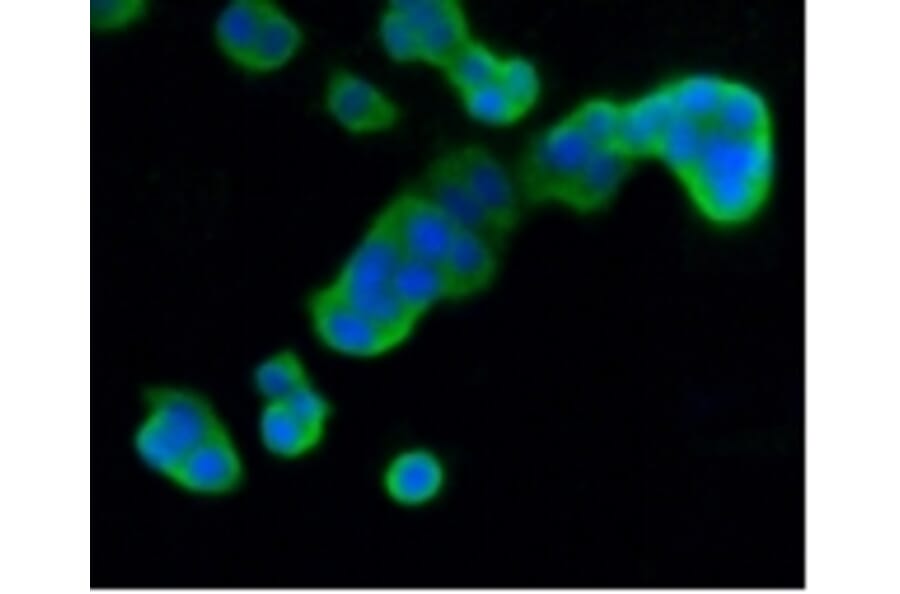 Anti-DUSP6 Antibody from Bioworld Technology (BS9842M) - Antibodies.com