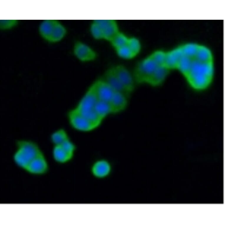 Anti-DUSP6 Antibody from Bioworld Technology (BS9842M) - Antibodies.com