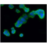 Anti-DUSP6 Antibody from Bioworld Technology (BS9842M) - Antibodies.com