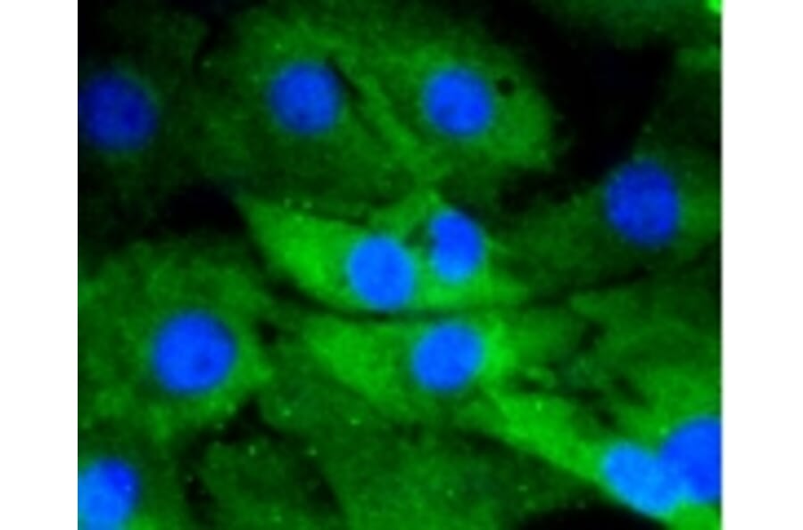 Anti-DUSP6 Antibody from Bioworld Technology (BS9842M) - Antibodies.com