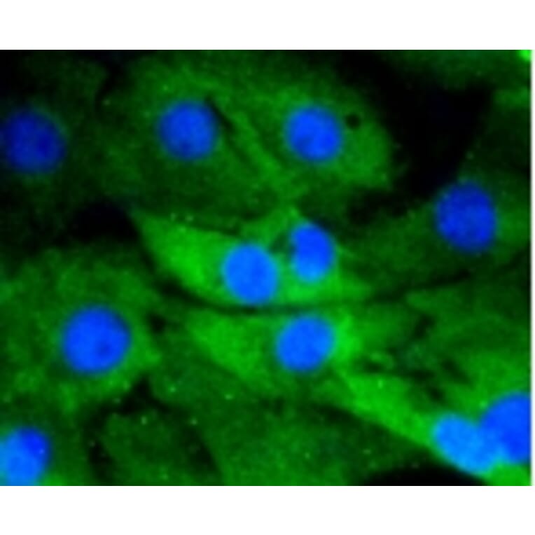 Anti-DUSP6 Antibody from Bioworld Technology (BS9842M) - Antibodies.com