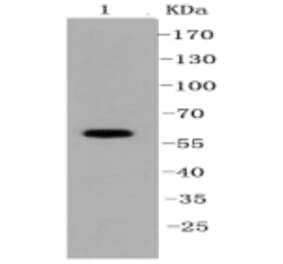 Anti-SHP1 Antibody from Bioworld Technology (BS9843M) - Antibodies.com