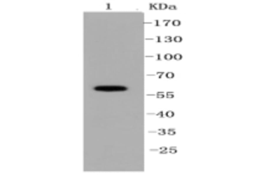 Anti-SHP1 Antibody from Bioworld Technology (BS9843M) - Antibodies.com