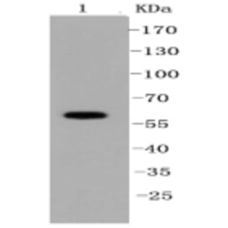 Anti-SHP1 Antibody from Bioworld Technology (BS9843M) - Antibodies.com