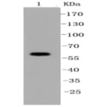 Anti-SHP1 Antibody from Bioworld Technology (BS9843M) - Antibodies.com